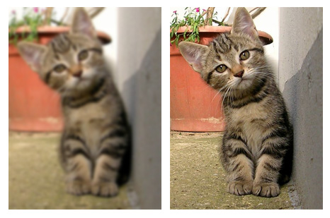 Cats